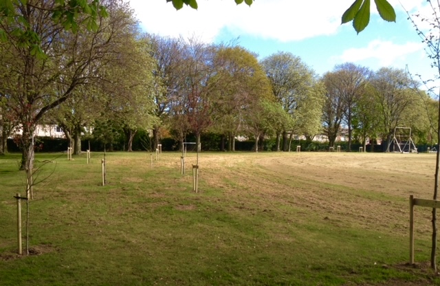 Ashington Cricket Club tree line