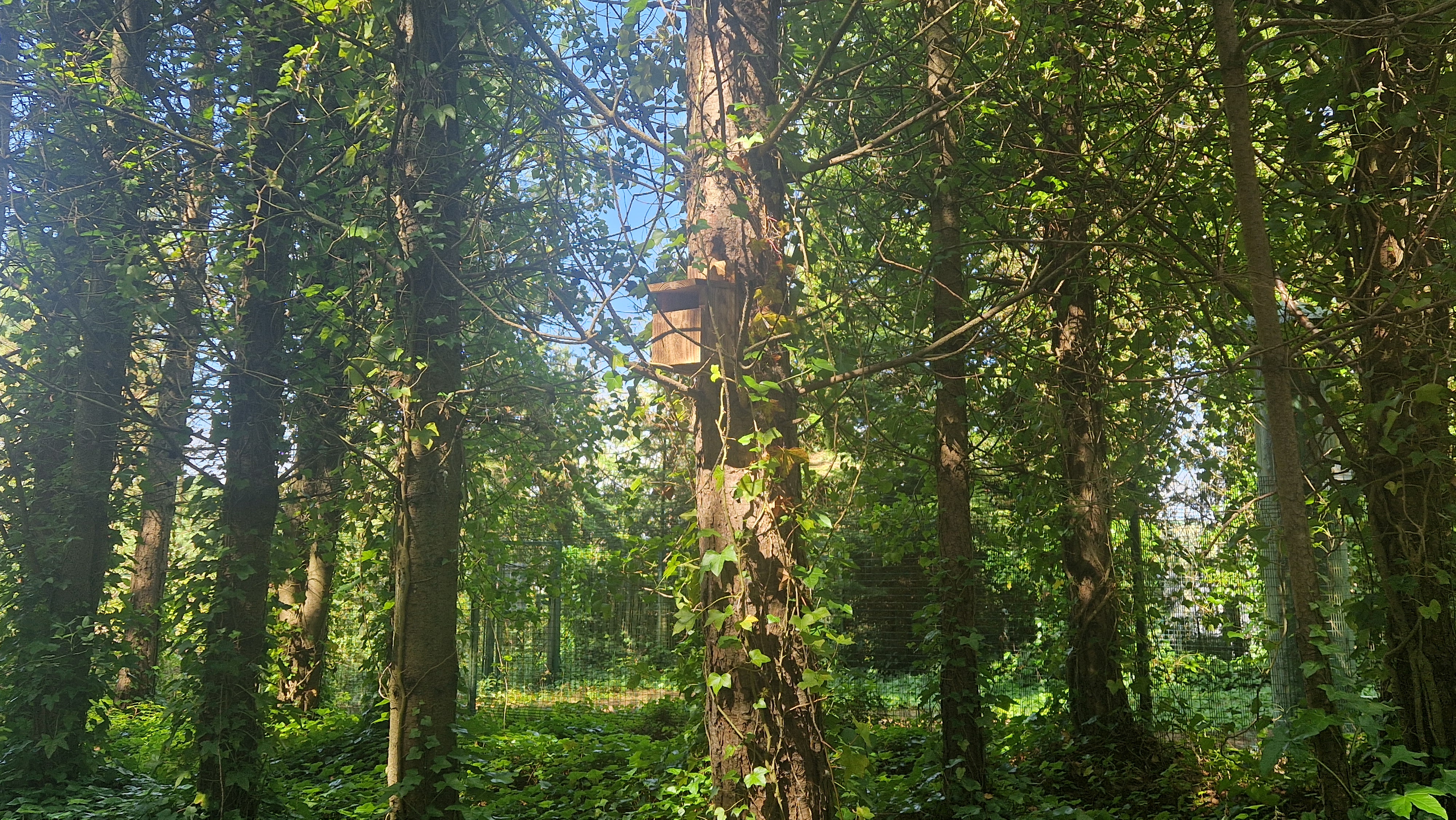 Ashington Leads the Way in Wildlife Conservation with Town-Wide Bird Box Initiative