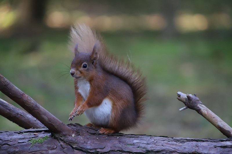 The Bedlington and District Red Squirrel Group (BADRSG)